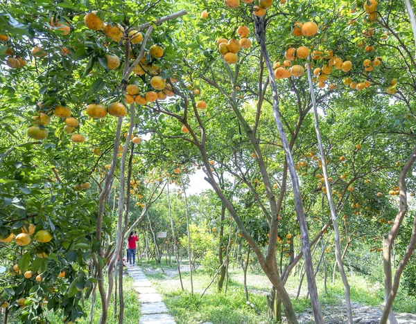 Dong Thap Vietnam January 29Th 2019 Ripe Tangerine Gardens Thousands — Stock Photo, Image