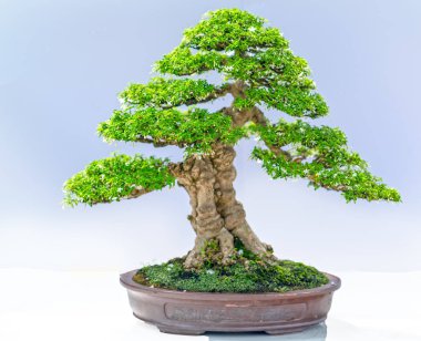 Yeşil eski bonsai ağacı bir saksı bitkibeyaz arka plan izole doğada güzel sanat yaratmak. Tüm insan hayatında söylemek güçlü bir artış olmalı, sabır topluma iyi ve yararlı yaşamak için tüm zorluklarıaşmak