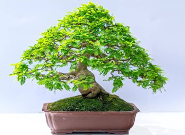 Yeşil eski bonsai ağacı bir saksı bitkibeyaz arka plan izole doğada güzel sanat yaratmak. Tüm insan hayatında söylemek güçlü bir artış olmalı, sabır topluma iyi ve yararlı yaşamak için tüm zorluklarıaşmak