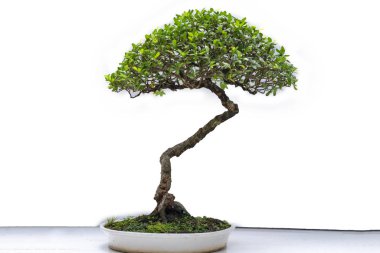 Yeşil eski bonsai ağacı bir saksı bitkibeyaz arka plan izole doğada güzel sanat yaratmak. Tüm insan hayatında söylemek güçlü bir artış olmalı, sabır topluma iyi ve yararlı yaşamak için tüm zorluklarıaşmak