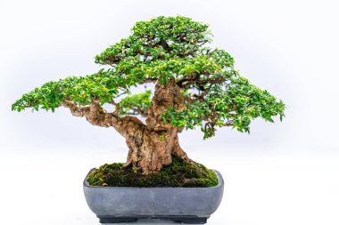Yeşil eski bonsai ağacı bir saksı bitkibeyaz arka plan izole doğada güzel sanat yaratmak. Tüm insan hayatında söylemek güçlü bir artış olmalı, sabır topluma iyi ve yararlı yaşamak için tüm zorluklarıaşmak