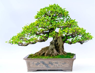 Yeşil eski bonsai ağacı bir saksı bitkibeyaz arka plan izole doğada güzel sanat yaratmak. Tüm insan hayatında söylemek güçlü bir artış olmalı, sabır topluma iyi ve yararlı yaşamak için tüm zorluklarıaşmak