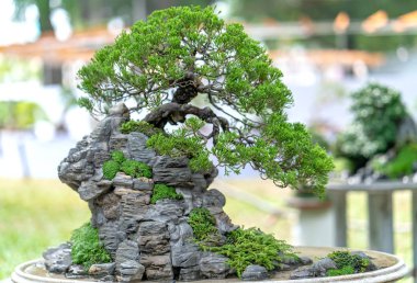 Bonsai ve Penjing minyatür bir tepside insan hayatında güçlü bir yükseliş, sabır toplum için yararlı ve iyi bir yaşam için tüm zorlukların üstesinden gelmelidir.