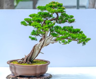 Yeşil eski bonsai ağacı bir saksı bitkibeyaz arka plan izole doğada güzel sanat yaratmak. Tüm insan hayatında söylemek güçlü bir artış olmalı, sabır topluma iyi ve yararlı yaşamak için tüm zorluklarıaşmak