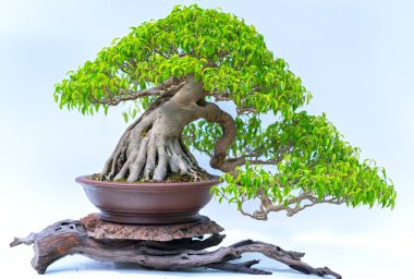 Green old bonsai tree isolated on white background in a pot plant create beautiful art in nature.  All to say in human life must be strong rise, patience overcome all challenges to live good and useful to society clipart