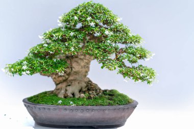 Yeşil eski bonsai ağacı bir saksı bitkibeyaz arka plan izole doğada güzel sanat yaratmak. Tüm insan hayatında söylemek güçlü bir artış olmalı, sabır topluma iyi ve yararlı yaşamak için tüm zorluklarıaşmak