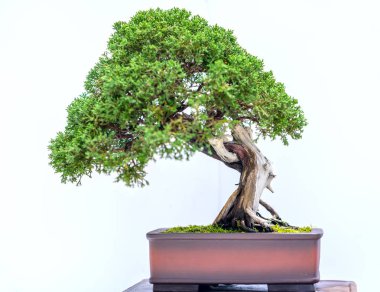 Yeşil eski bonsai ağacı bir saksı bitkibeyaz arka plan izole doğada güzel sanat yaratmak. Tüm insan hayatında söylemek güçlü bir artış olmalı, sabır topluma iyi ve yararlı yaşamak için tüm zorluklarıaşmak