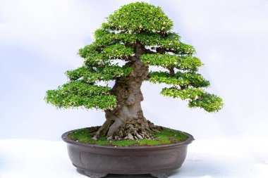 Yeşil eski bonsai ağacı bir saksı bitkibeyaz arka plan izole doğada güzel sanat yaratmak. Tüm insan hayatında söylemek güçlü bir artış olmalı, sabır topluma iyi ve yararlı yaşamak için tüm zorluklarıaşmak
