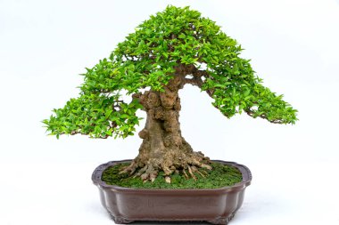 Yeşil eski bonsai ağacı bir saksı bitkibeyaz arka plan izole doğada güzel sanat yaratmak. Tüm insan hayatında söylemek güçlü bir artış olmalı, sabır topluma iyi ve yararlı yaşamak için tüm zorluklarıaşmak