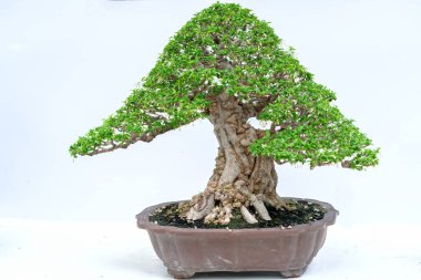 Yeşil eski bonsai ağacı bir saksı bitkibeyaz arka plan izole doğada güzel sanat yaratmak. Tüm insan hayatında söylemek güçlü bir artış olmalı, sabır topluma iyi ve yararlı yaşamak için tüm zorluklarıaşmak
