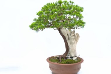 Yeşil eski bonsai ağacı bir saksı bitkibeyaz arka plan izole doğada güzel sanat yaratmak. Tüm insan hayatında söylemek güçlü bir artış olmalı, sabır topluma iyi ve yararlı yaşamak için tüm zorluklarıaşmak