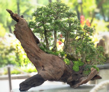 Bonsai ağaçları süs bitkileri sanat eserleri oluşturmak için kurutulmuş ahşap tan yükselir