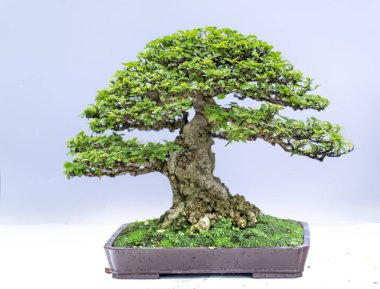 Yeşil eski bonsai ağacı bir saksı bitkibeyaz arka plan izole doğada güzel sanat yaratmak. Tüm insan hayatında söylemek güçlü bir artış olmalı, sabır topluma iyi ve yararlı yaşamak için tüm zorluklarıaşmak