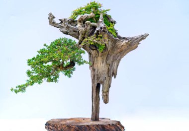 Bonsai ağaçları süs bitkileri sanat eserleri oluşturmak için kurutulmuş ahşap tan yükselir