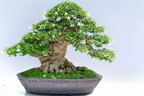 Green old bonsai tree isolated on white background in a pot plant create beautiful art in nature.  All to say in human life must be strong rise, patience overcome all challenges to live good and useful to society