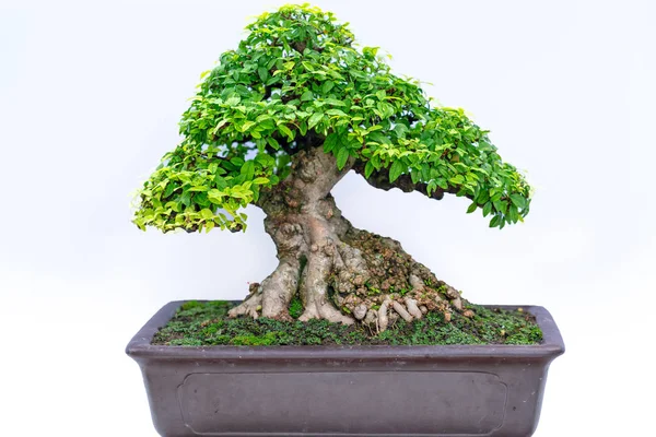 Groene Oude Bonsai Boom Geïsoleerd Witte Achtergrond Een Potplant Creëren — Stockfoto