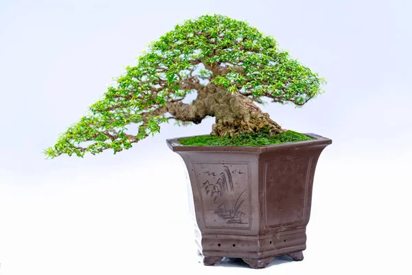 Groene Oude Bonsai Boom Geïsoleerd Witte Achtergrond Een Potplant Creëren — Stockfoto
