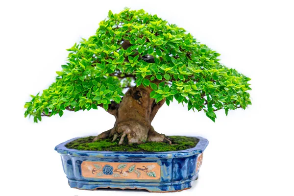 Vecchio Albero Bonsai Verde Isolato Sfondo Bianco Una Pianta Vaso — Foto Stock