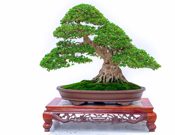 Vecchio Albero Bonsai Verde Isolato Sfondo Bianco Una Pianta Vaso — Foto Stock