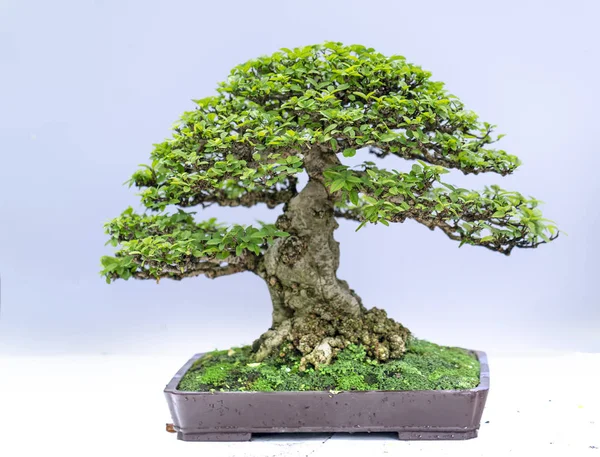 Vecchio Albero Bonsai Verde Isolato Sfondo Bianco Una Pianta Vaso — Foto Stock