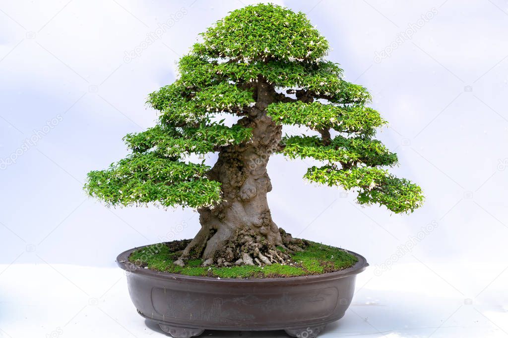 Green old bonsai tree isolated on white background in a pot plant create beautiful art in nature.  All to say in human life must be strong rise, patience overcome all challenges to live good and useful to society