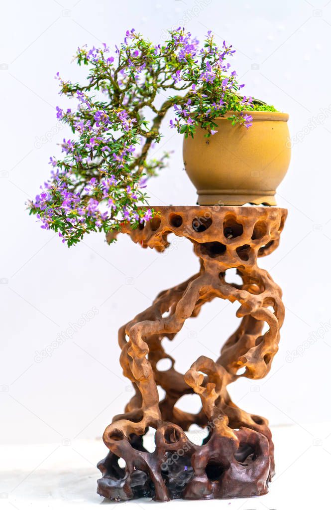 Green old bonsai tree isolated on white background in a pot plant create beautiful art in nature.  All to say in human life must be strong rise, patience overcome all challenges to live good and useful to society