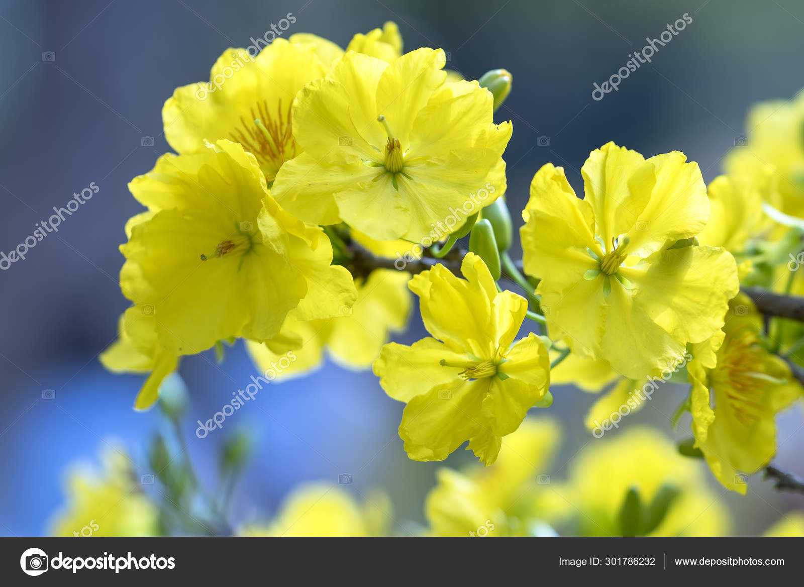 Apricot Flowers Blooming Lunar New Year Yellow Blooming Fragrant Petals Stock Photo Image By C Huythoai1978 Gmail Com Apricot Flowers Blooming Lunar New Year Yellow Blooming Fragrant Petals Stock Photo Image By C Huythoai1978 Gmail Com