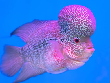 Flowerhorn Cichlid Colorful fish swimming in fish tank. This is an ornamental fish that symbolizes the luck of feng shui in the home of the Asian people clipart