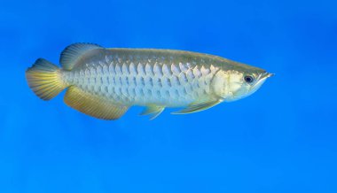 Arowana Akvaryum, en sevdiğin balık ile bu uzun vücut, güzel dragon şekil zengin aile içinde belgili tanımlık akvaryum dekorasyon için renkli