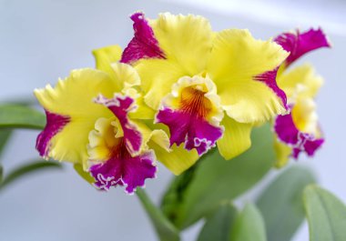 Cattleya Labiata çiçekler açar bahar doğa ve güzellik süslüyor