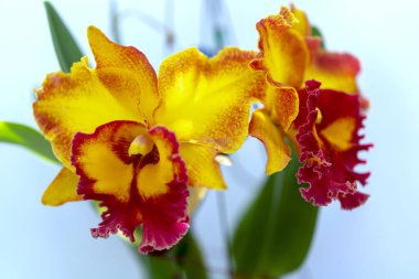 Cattleya Labiata çiçekler açar bahar doğa ve güzellik süslüyor