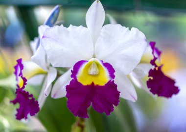 Cattleya Labiata çiçekler açar bahar doğa ve güzellik süslüyor