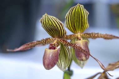 Paphiopedilum orkide çiçekler açar bahar doğa ve güzellik süslüyor