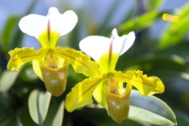 Paphiopedilum orkide çiçekler açar bahar doğa ve güzellik süslüyor