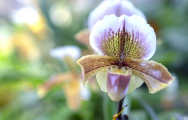 Paphiopedilum orkide çiçekler açar bahar doğa ve güzellik süslüyor