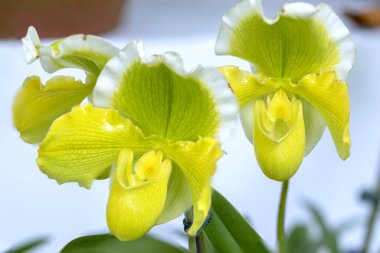 Paphiopedilum orkide çiçekler açar bahar doğa ve güzellik süslüyor