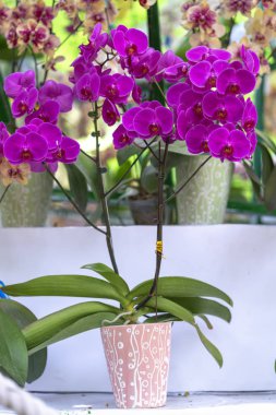 Phalaenopsis orkideleri baharda çiçek açar doğanın güzelliğini süsler.