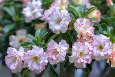 Bahar geldiğinde tropikal frangipani Çiçek Bahçe tadında çiçeklenme Parlatıcı