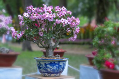 Baharda açan tropik frangipani bonsai ağacı çiçekleri bahar geldiğinde parlar.