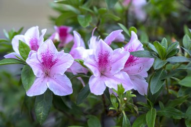 Azalea çiçekleri baharın erken saatlerinde çiçek açar.