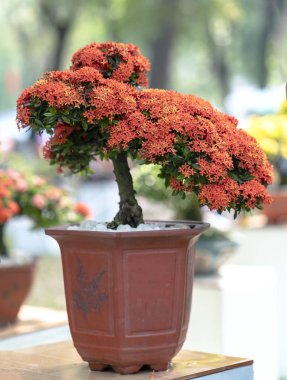 Bonsai ağacı bahar sabahları MahS veya orman alev blooms görmek gerçekten çekici olduğunu.
