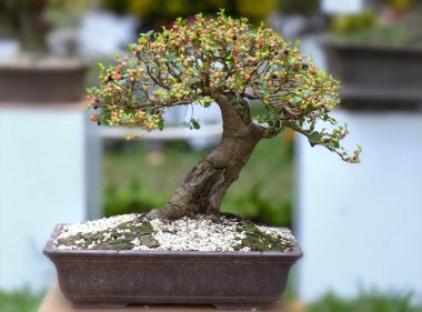 Bahçede dalları dolu birçok olgun meyve ile Ahududu ağacı