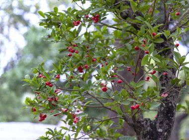 Bahçede birçok olgun kırmızı meyve ile Su Elma ağaçları