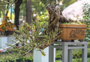 Güzel dekoratif bahçede meyve dolu incir ağacı