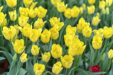 Lale çiçek bahar güneş parlak renkler tam yükselen ile canlılık bahçede