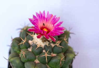 Farklı türler ile kaktüs türleri çiçeklenme vardır, bu sıcak havalarda yaşayan bitkilerin bir türdür, kuraklık doğa dan önce insanların dayanıklılık sembolize.