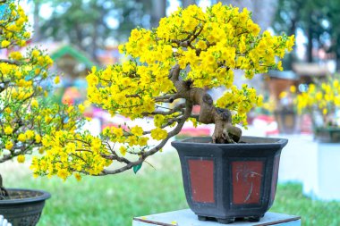 Eğri Sarı çiçekli dalları ile çiçeklenme kayısı bonsai ağacı eşsiz güzelliği oluşturun. Bu özel bir şey yanlış ağaca sembolize şans, refah bahar Vietnam delilik yeni yıl