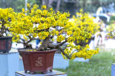 Eğri Sarı çiçekli dalları ile çiçeklenme kayısı bonsai ağacı eşsiz güzelliği oluşturun. Bu özel bir şey yanlış ağaca sembolize şans, refah bahar Vietnam delilik yeni yıl