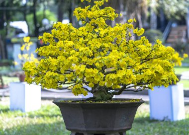 Eğri Sarı çiçekli dalları ile çiçeklenme kayısı bonsai ağacı eşsiz güzelliği oluşturun. Bu özel bir şey yanlış ağaca sembolize şans, refah bahar Vietnam delilik yeni yıl