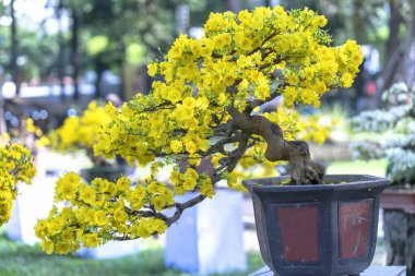 Eğri Sarı çiçekli dalları ile çiçeklenme kayısı bonsai ağacı eşsiz güzelliği oluşturun. Bu özel bir şey yanlış ağaca sembolize şans, refah bahar Vietnam delilik yeni yıl